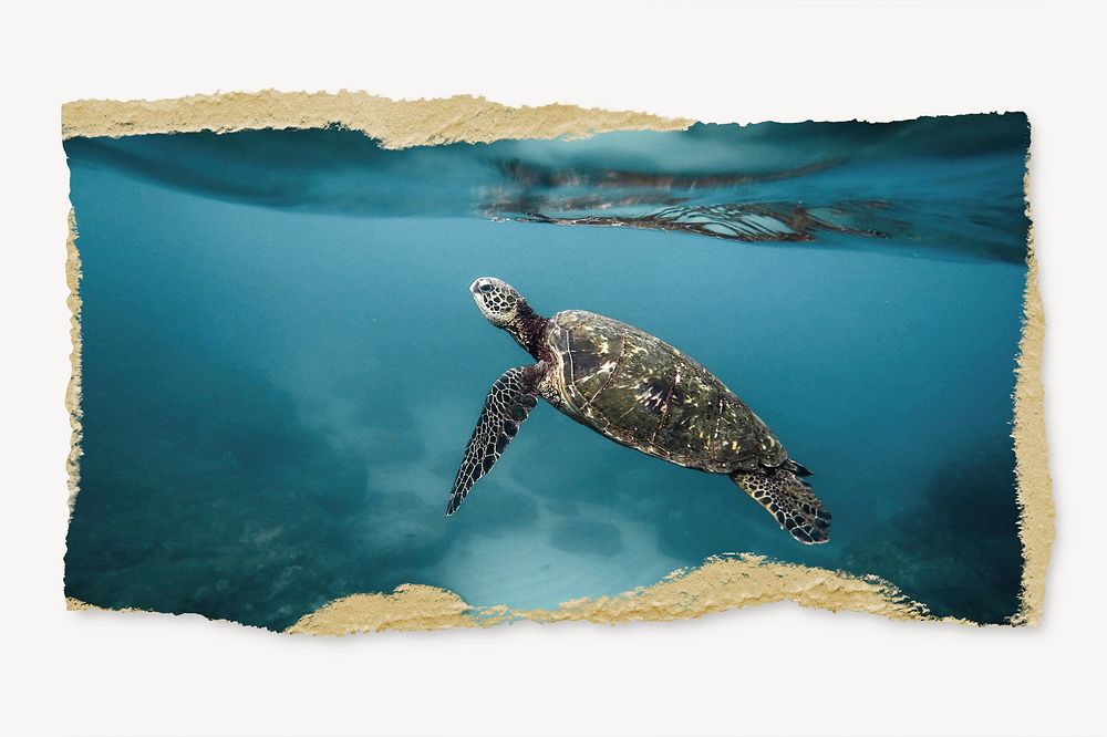 Sea turtle, ripped paper, animal image