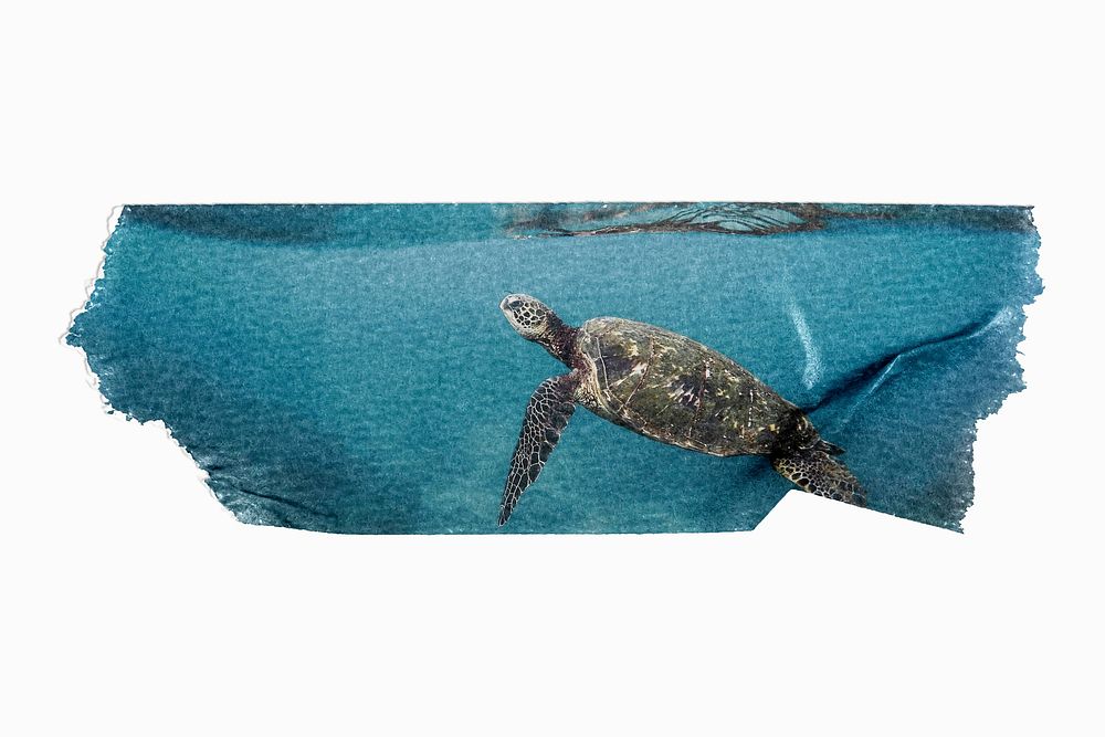 Sea turtle, washi tape element, animal image