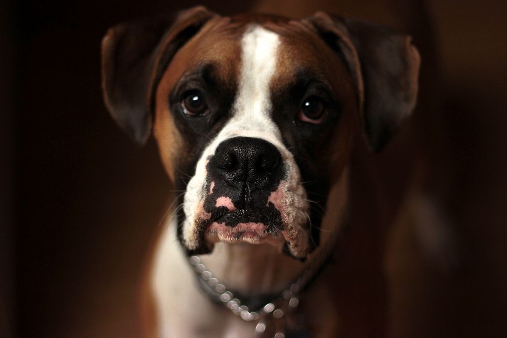 Boxer dog. Original public domain image from Wikimedia Commons