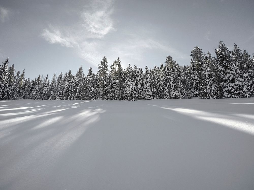 A far back image capturing the treeline and shows from a snowy forest. Original public domain image from Wikimedia Commons