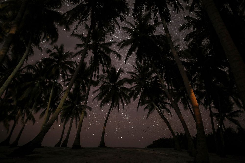 Looking straight up at a dozen palm trees against a starry night sky. Original public domain image from Wikimedia Commons