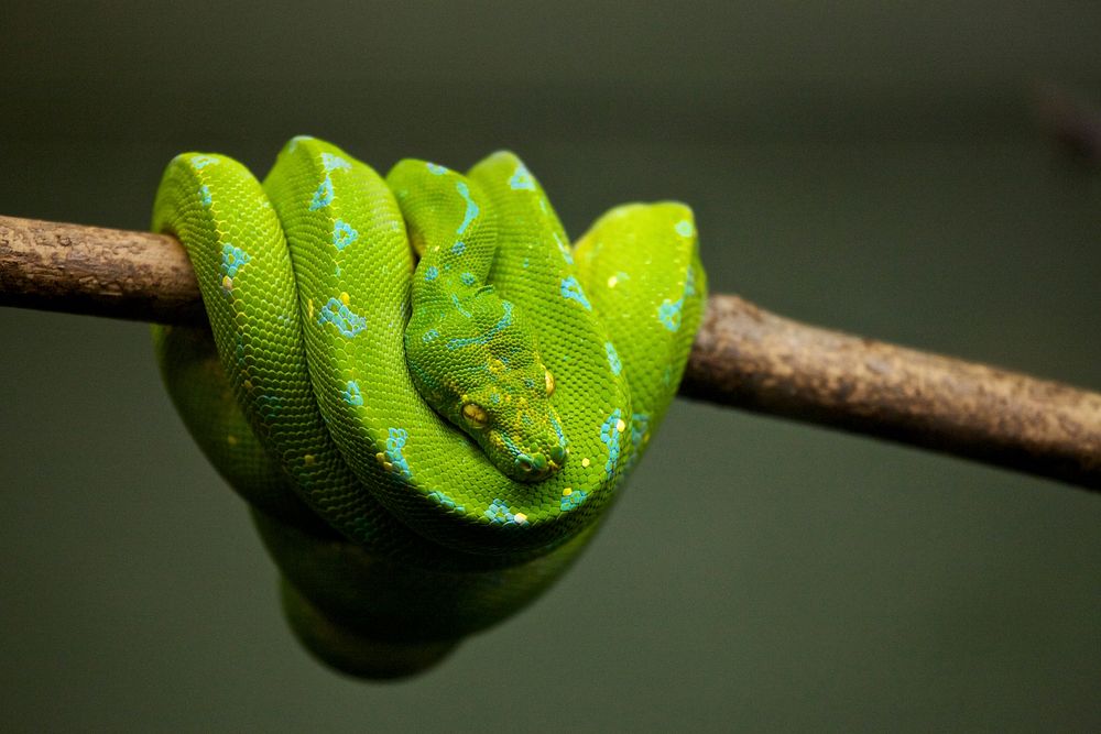 Green snake. Original public domain image from Wikimedia Commons