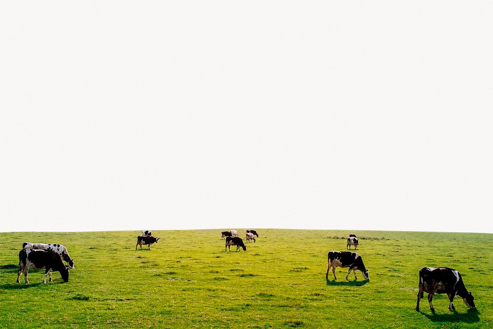 Cow ranch border background, off white design