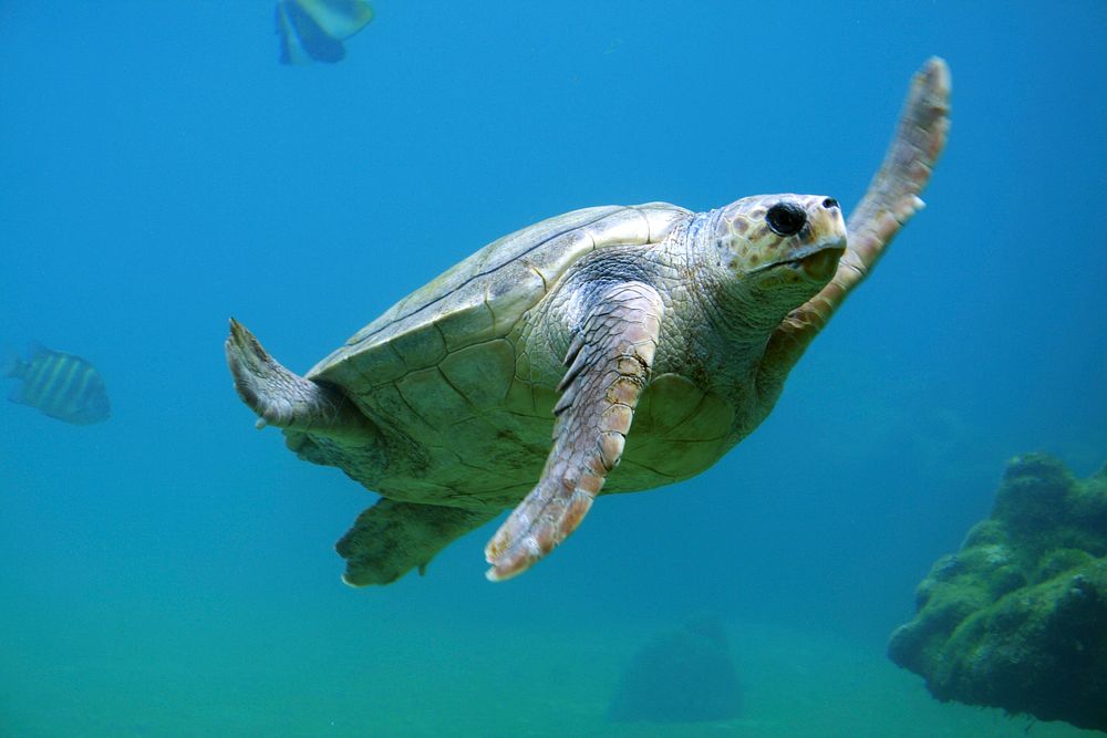 Sea turtle under water. Original public domain image from Wikimedia Commons