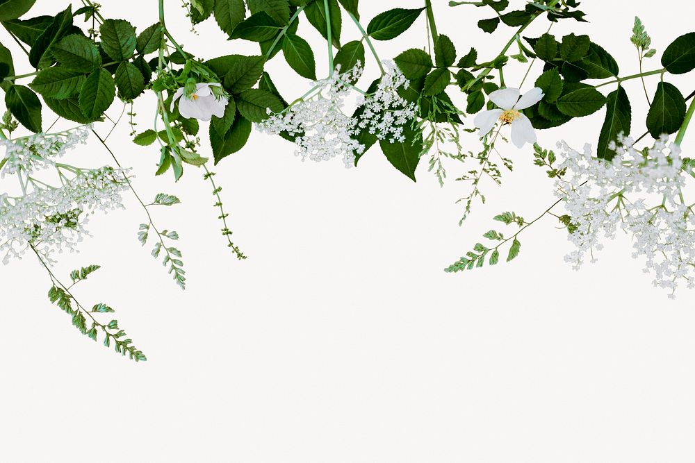 White flower border background, aesthetic flower design