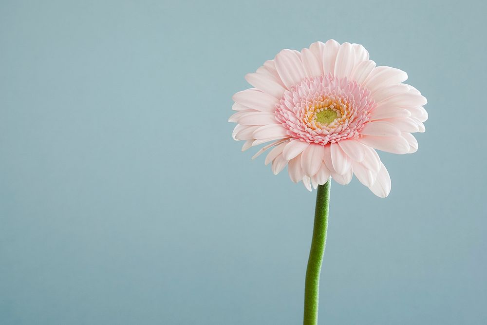Close-up of a pastel pink gerbera flower. Original public domain image from Wikimedia Commons