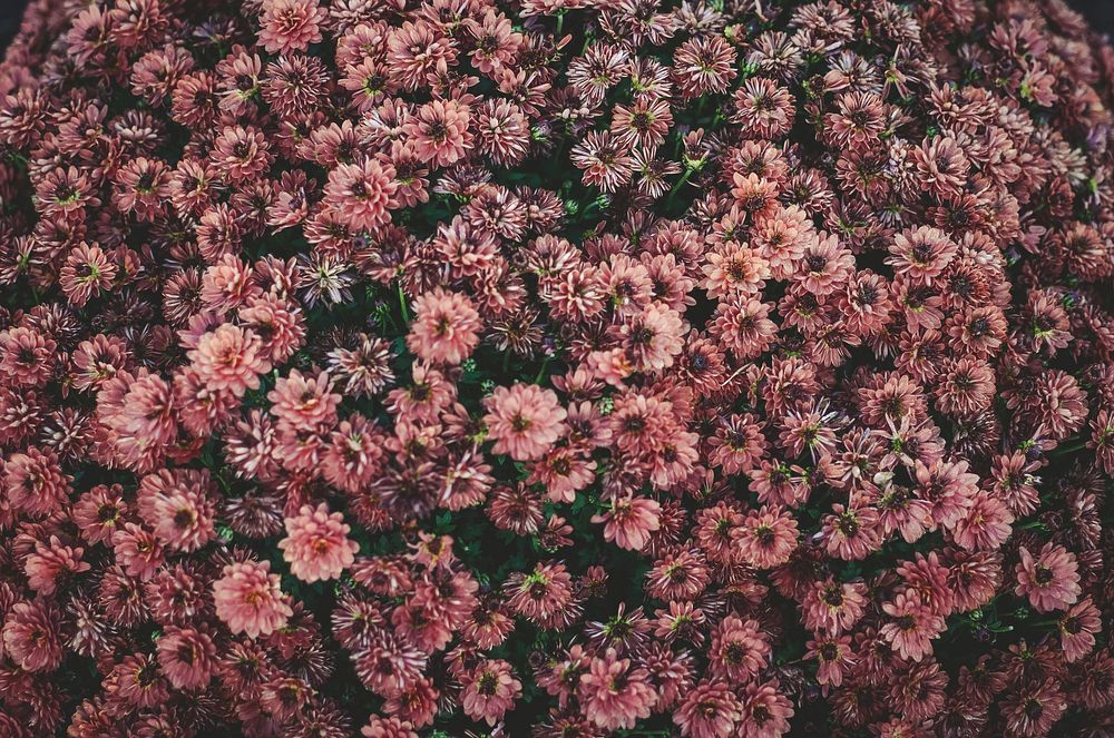 An overhead shot of a bed of dark pink flowers. Original public domain image from Wikimedia Commons