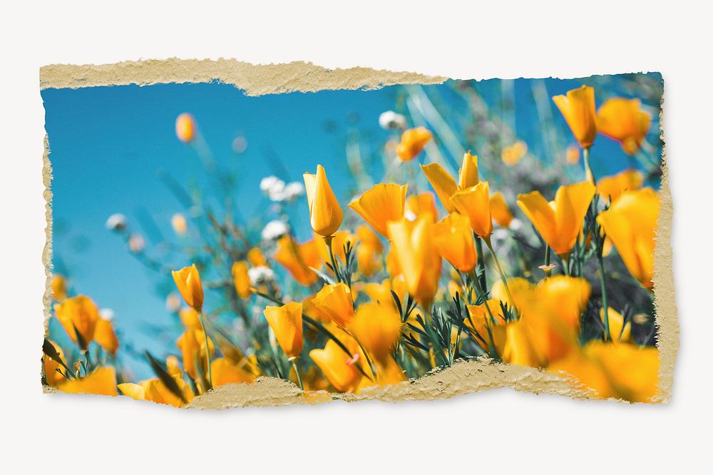 Yellow tulip field, ripped paper, Spring image