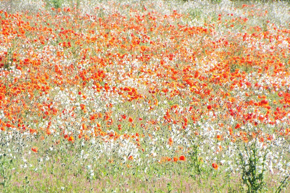A vast field of white and red flowers. Original public domain image from Wikimedia Commons