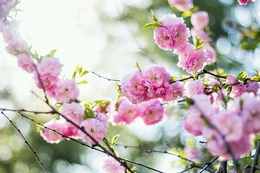 Pink blossom and green leaves on a tree. Original public domain image from Wikimedia Commons