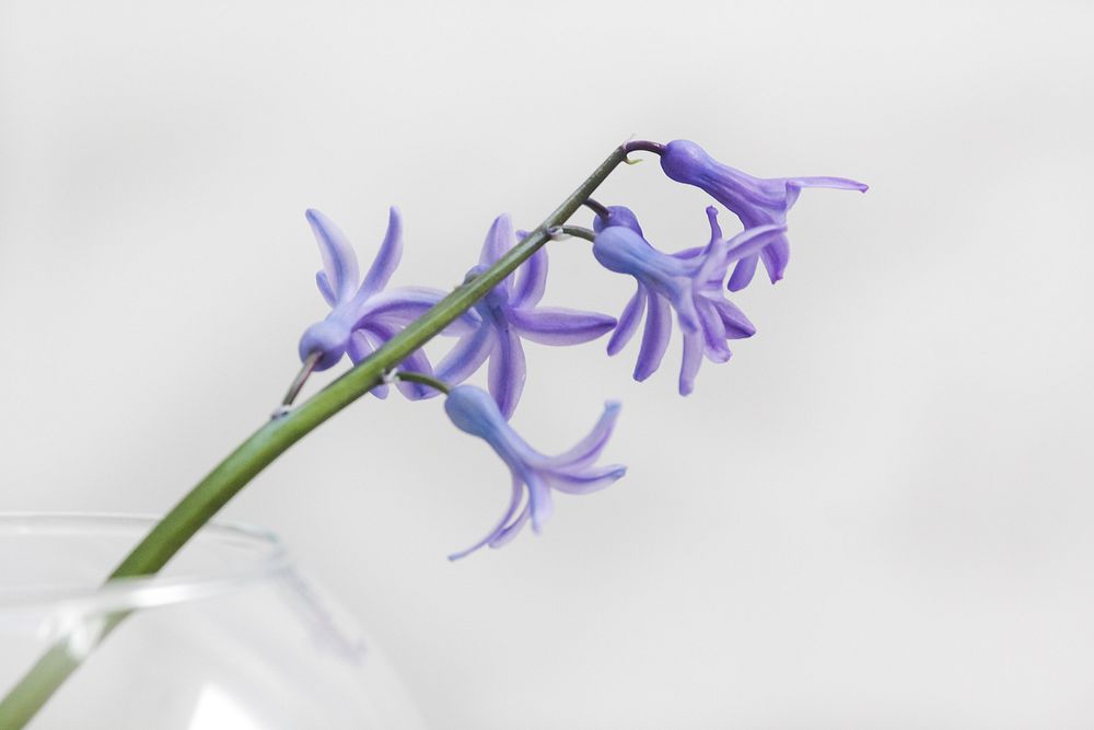 Macro of purple flower with green stem in full bloom in Spring. Original public domain image from Wikimedia Commons