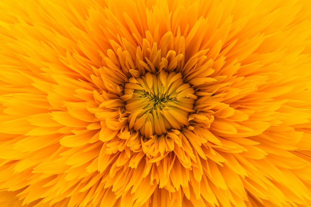 A macro shot of the golden center of a flower with numerous yellow petals around. Original public domain image from…