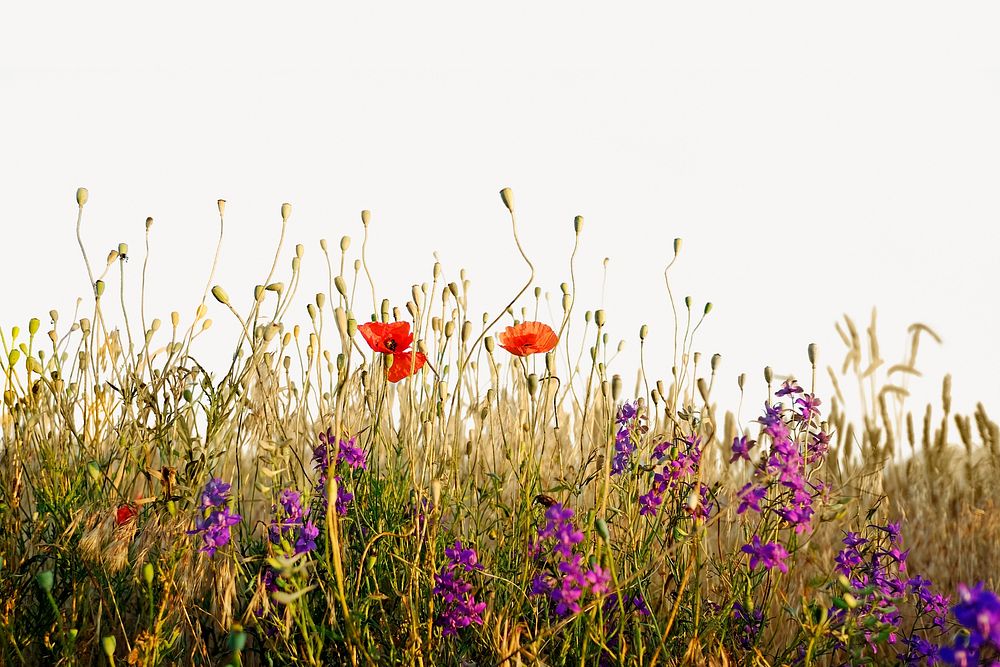 Flower field  border collage element, nature design psd
