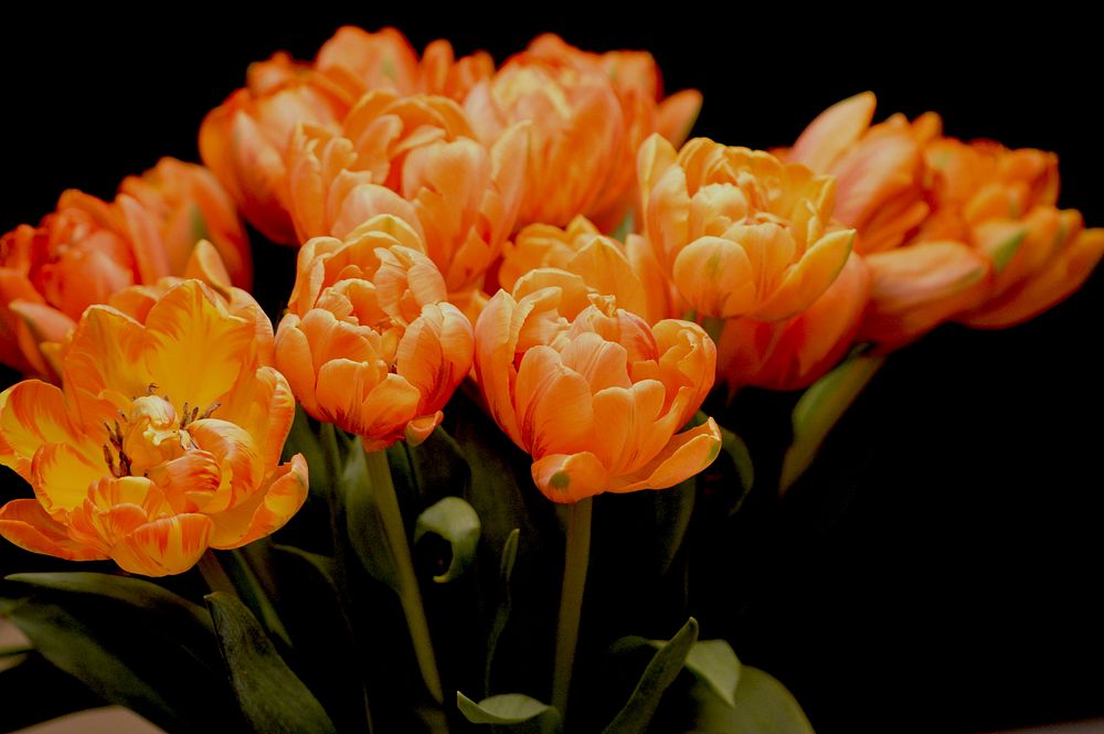 A bouquet of bright orange tulips against a black background. Original public domain image from Wikimedia Commons