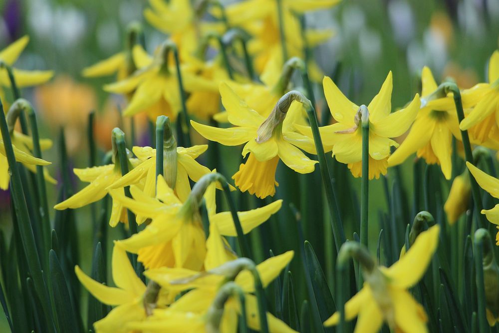 Yellow daffodil flowers blooming in spring, Ireland. Original public domain image from Wikimedia Commons