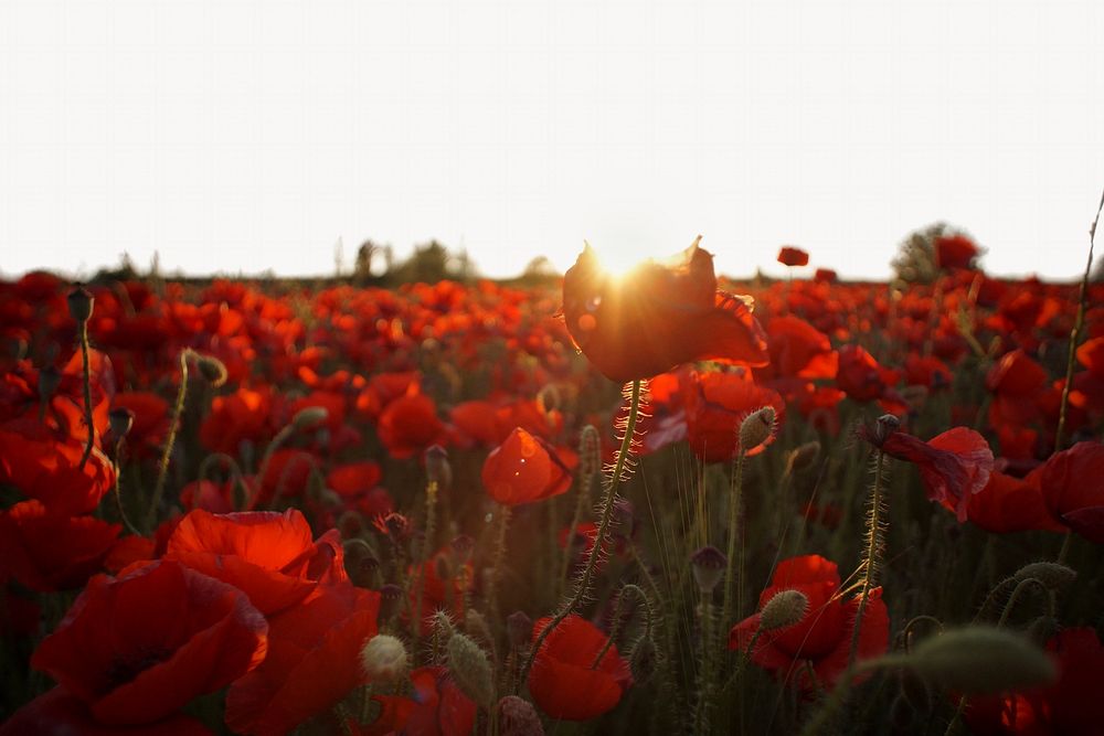 Red poppies sunset border background, nature design