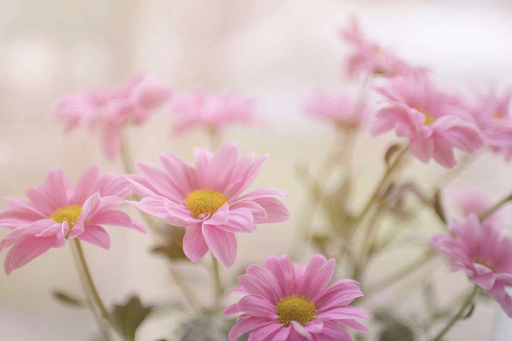 Blooming pink daisies. Original public domain image from Wikimedia Commons