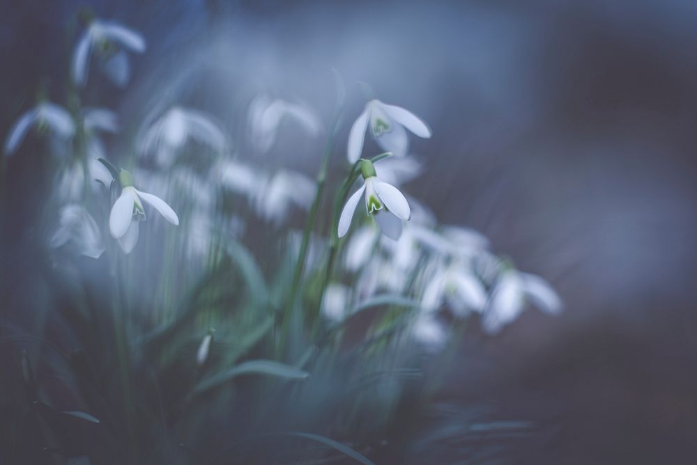 A blurry shot of white flowers hanging down from green stems. Original public domain image from Wikimedia Commons