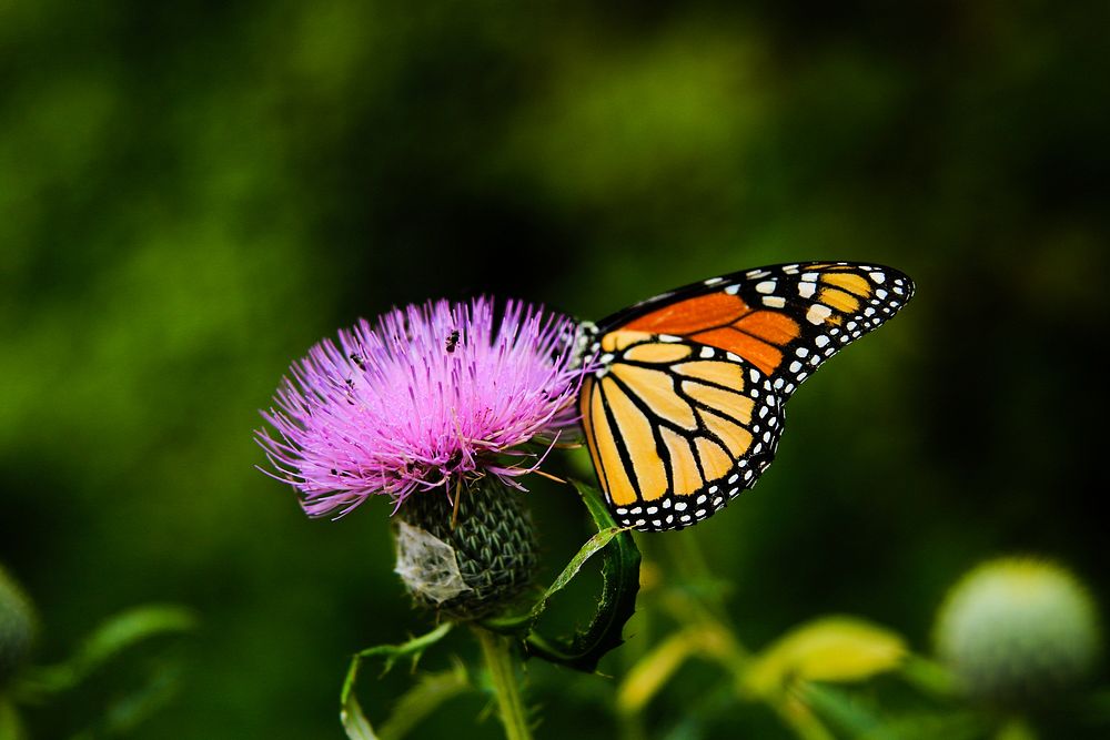 Colorful orange and black butterfly insect landing on pink thistle in Spring, Lake of the Ozarks. Original public domain…