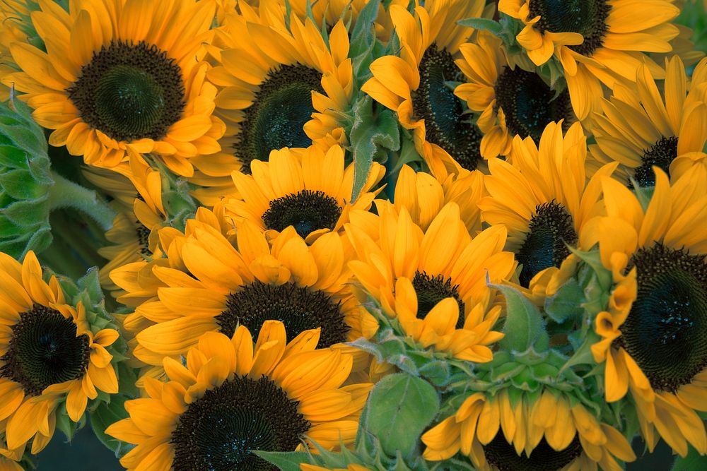 Bunch of sunflowers. Original public domain image from Wikimedia Commons