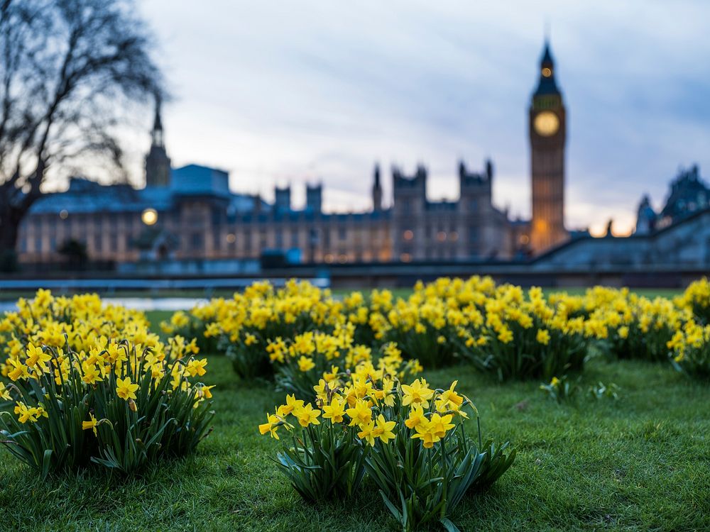 Daffodils and grass with a view of parliament and Big Ben in the distance. Original public domain image from Wikimedia…