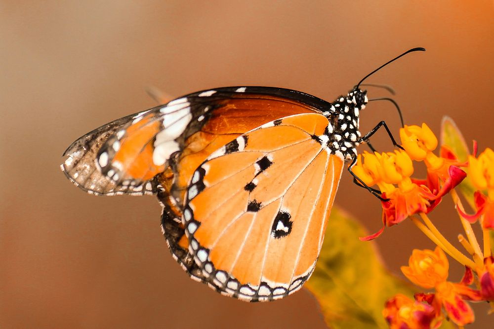 Close-up of a monarch butterfly on orange flowers. Original public domain image from Wikimedia Commons