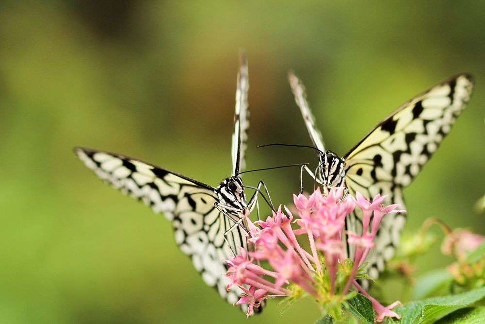 Two black-and-white butterflies on pink flowers. Original public domain image from Wikimedia Commons