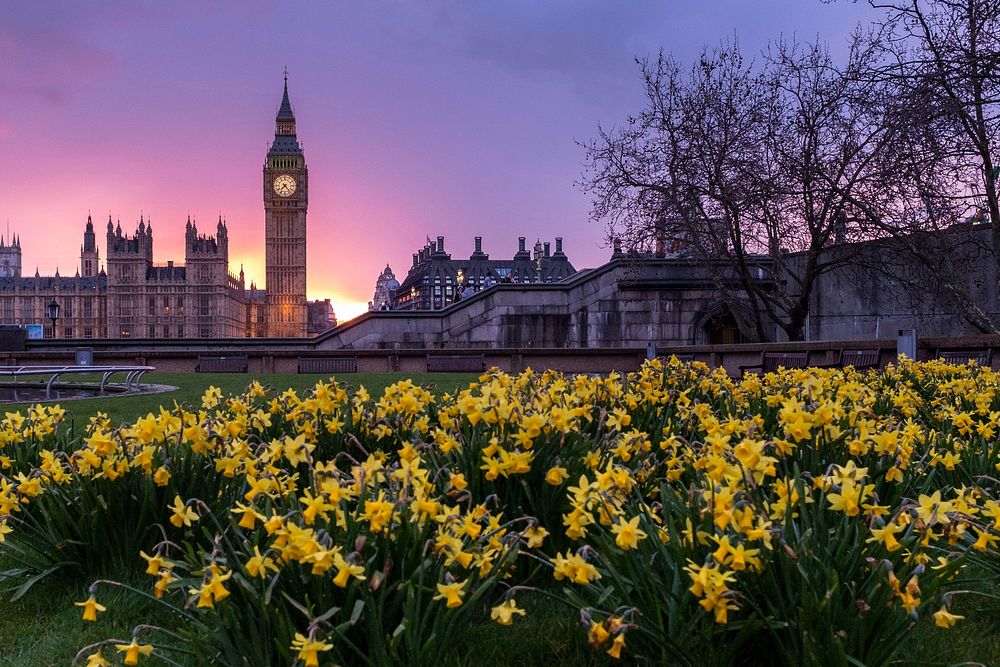 Clusters of yellow daffodils at dusk, near London's Big Ben and Westminster Palace against a pink and purple sky. Original…