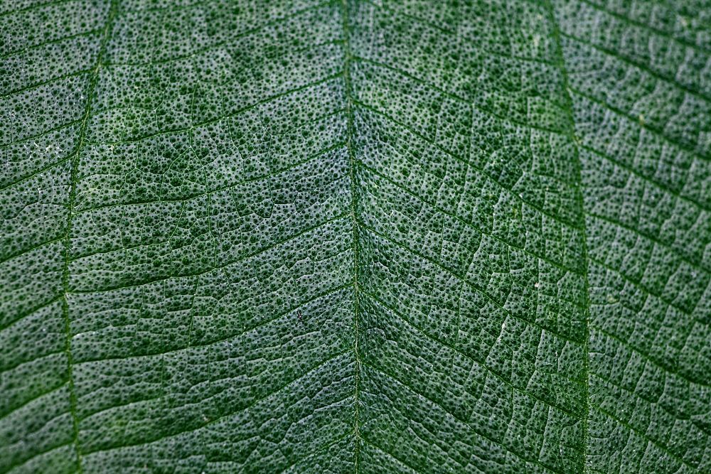 Green leaf texture nature background. Original public domain image from Wikimedia Commons
