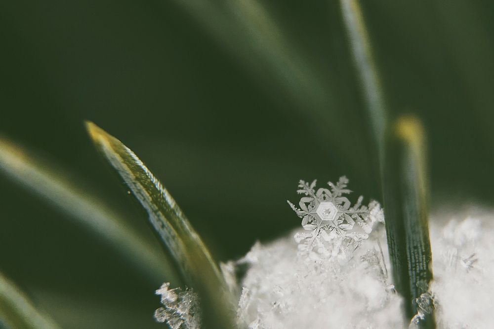 Leaf and frost. Original public domain image from Wikimedia Commons