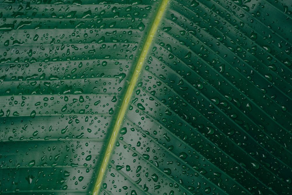 Green banana leaf nature background. Original public domain image from Wikimedia Commons