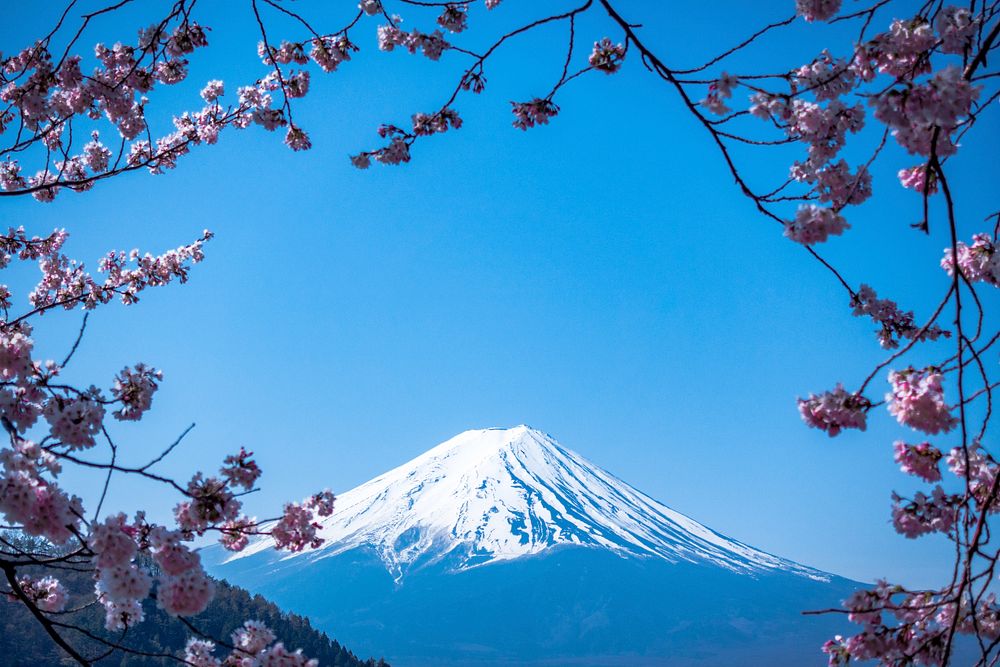 Blooming pink blossom branches with Fuji Mountain in the background. Original public domain image from Wikimedia Commons