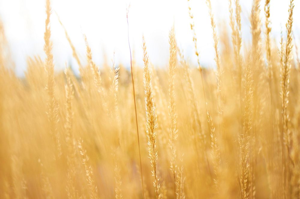 Golden wheat field. Original public domain image from Wikimedia Commons