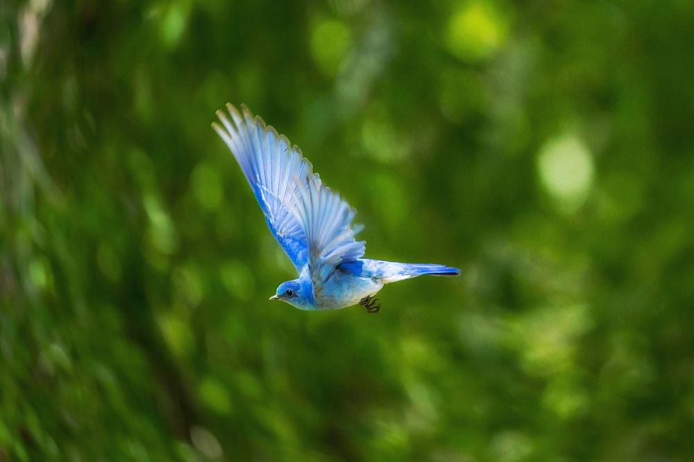 Blue hummingbird flies through the green forest. Original public domain image from Wikimedia Commons