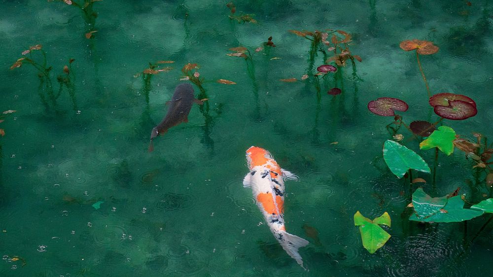 Desktop wallpaper Koi fish, aesthetic HD image background. Original public domain image from Wikimedia Commons