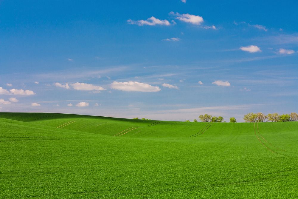 Green grass field. Original public domain image from Wikimedia Commons