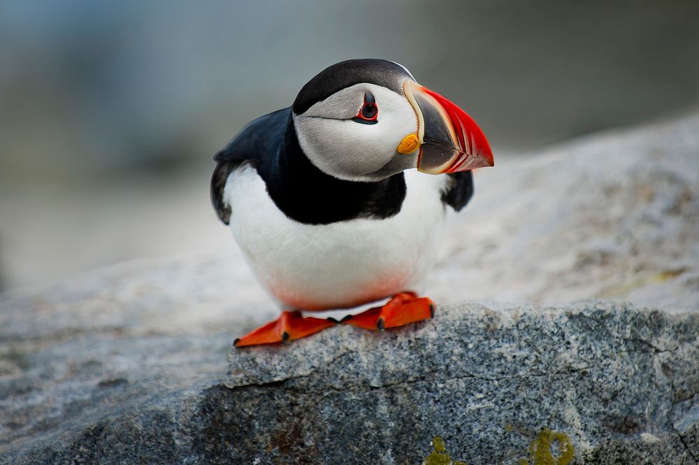 Goofy Puffin. Original public domain image from Wikimedia Commons