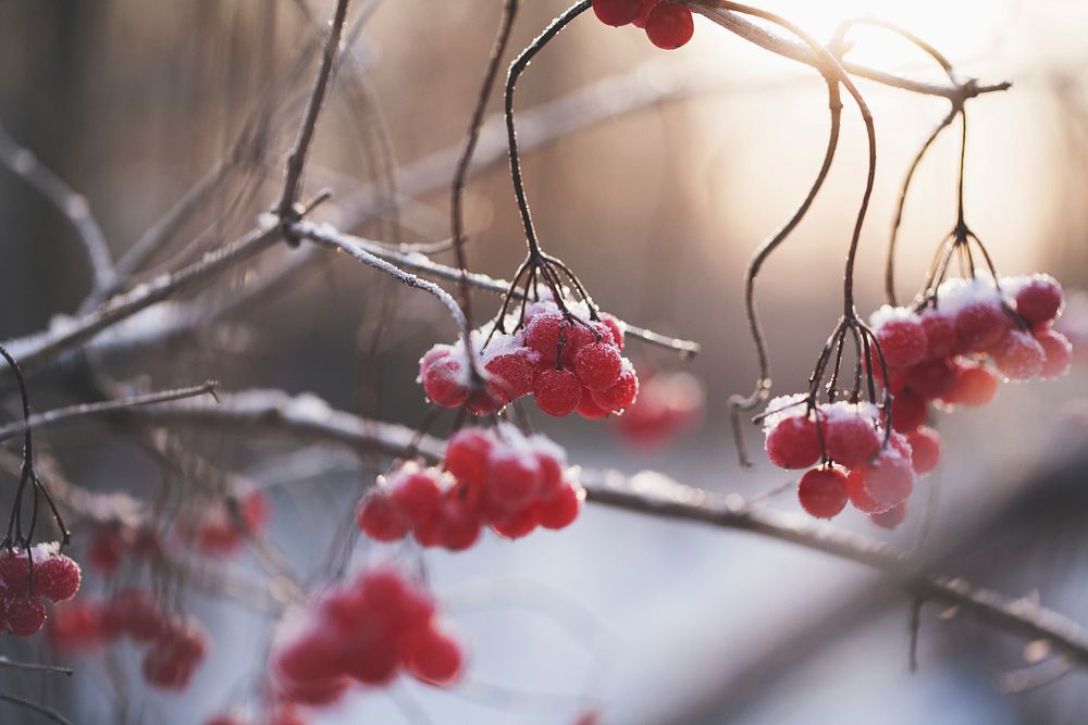 Red berries on bare tree branches that are covered in frost by the Vuoksi River. Original public domain image from Wikimedia…