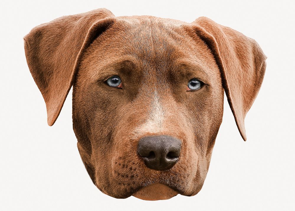 Weimaraner dog sticker, pet animal image psd