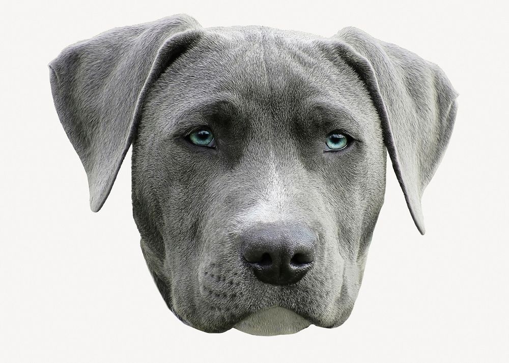 Weimaraner dog sticker, pet animal image psd