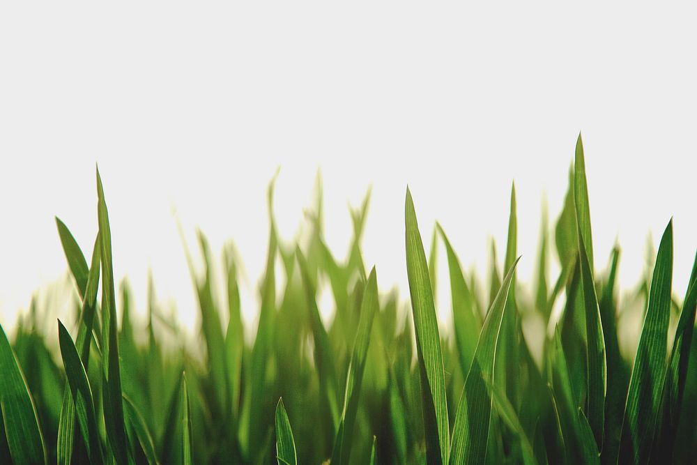 Blades of grass in Yangling. Original public domain image from Wikimedia Commons