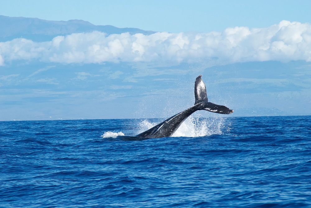 The tale of a whale splashing above the blue ocean in Maui. Original public domain image from Wikimedia Commons