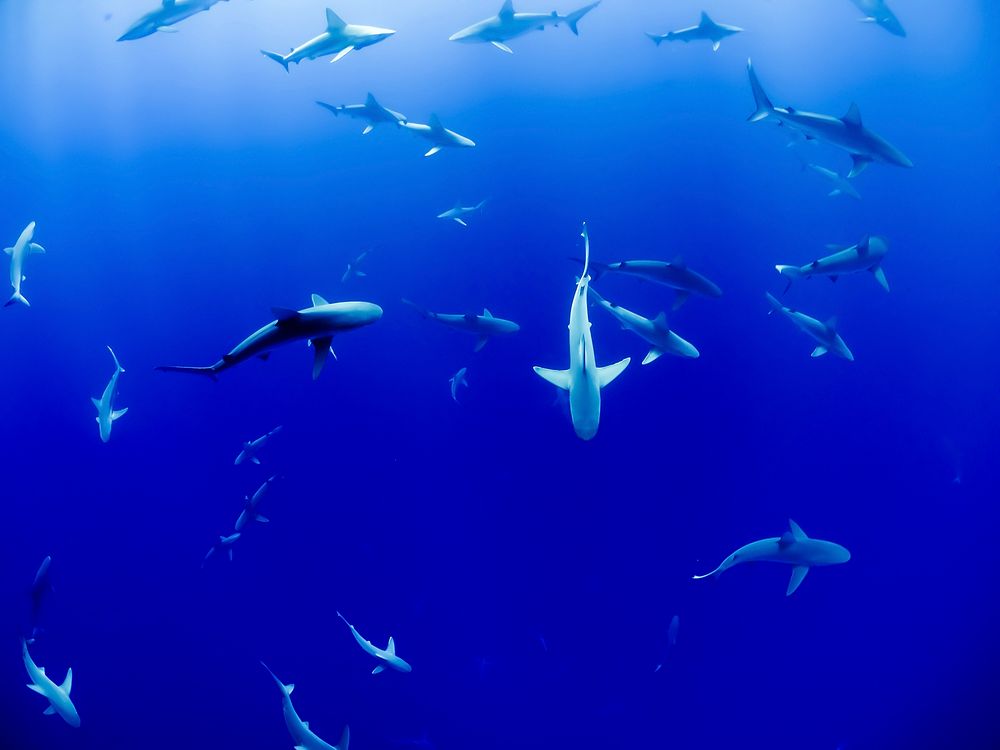 A large group of sharks in deep blue water. Original public domain image from Wikimedia Commons