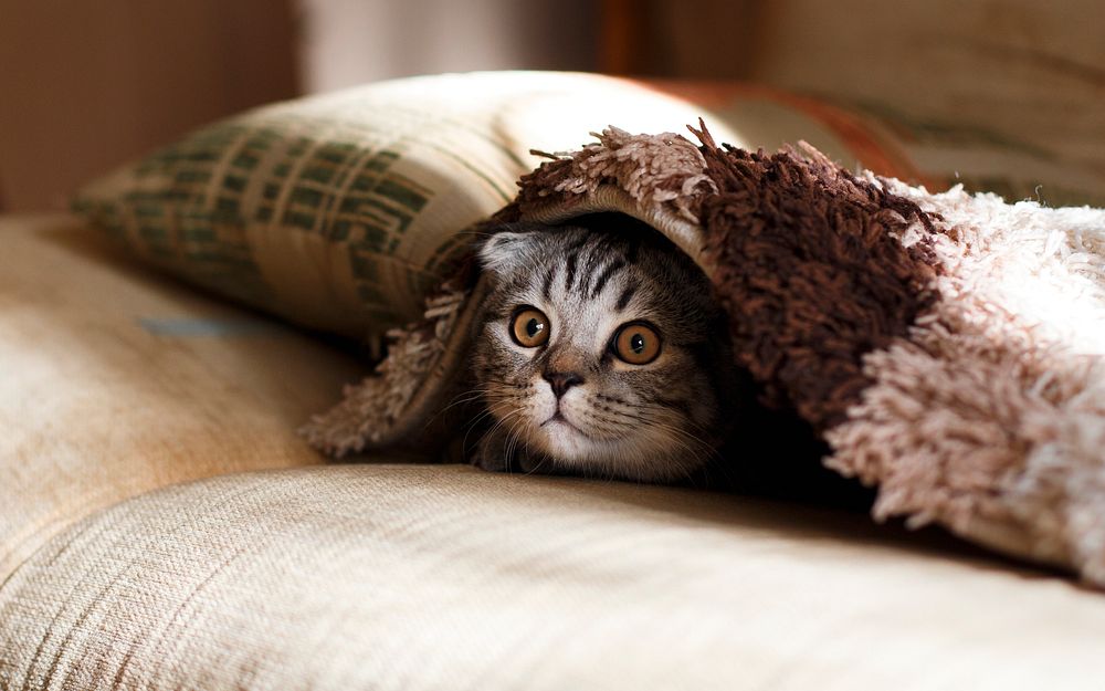 Cute cat hiding under blanket. Original public domain image from Wikimedia Commons