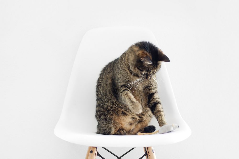 A tabby cat sitting in a white chair and playing with a toy mouse. Original public domain image from Wikimedia Commons