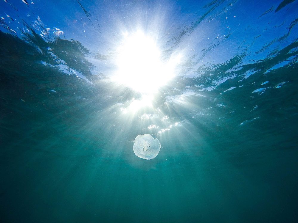 Underwater view of a jellyfish at the Bondi Beach. Original public domain image from Wikimedia Commons