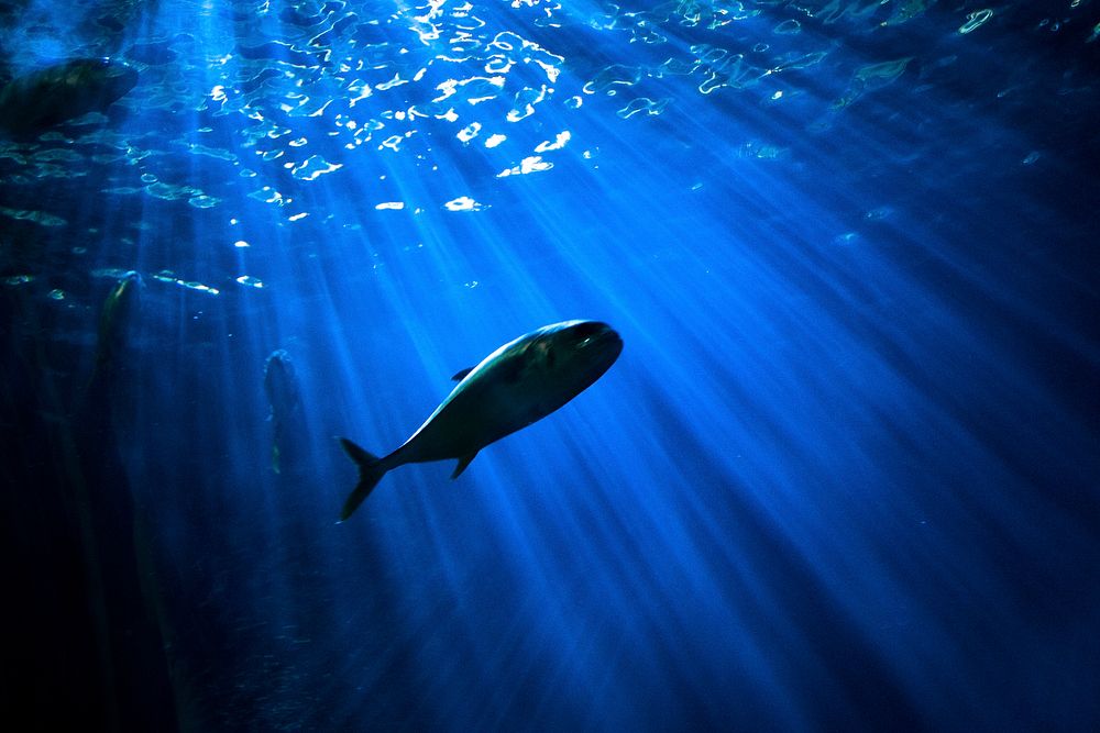 Focus shot of fish swimming underwater in dark with beams of sunlight. Original public domain image from Wikimedia Commons