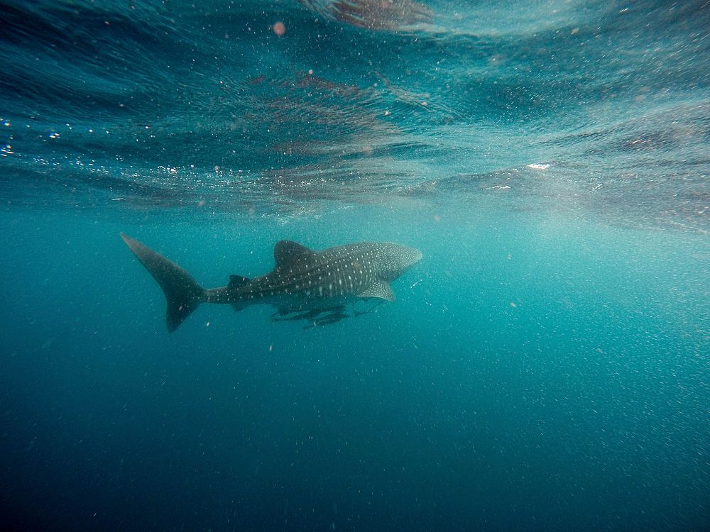 Whale shark. Original public domain image from Wikimedia Commons