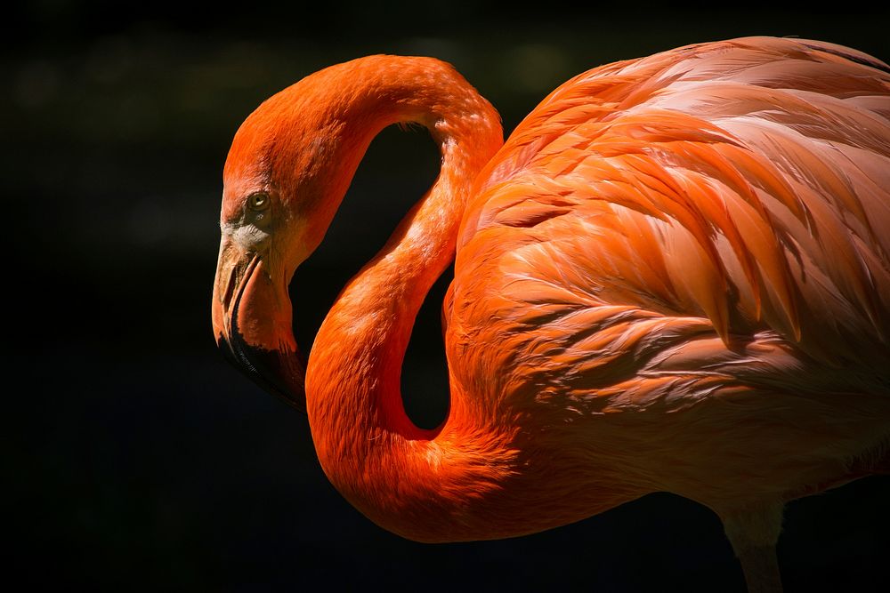 Closeup orange flamingo. Original public domain image from Wikimedia Commons