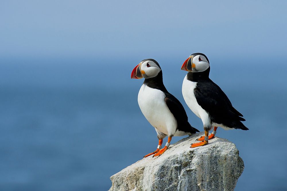 Atlantic Puffins. Original public domain image from Wikimedia Commons
